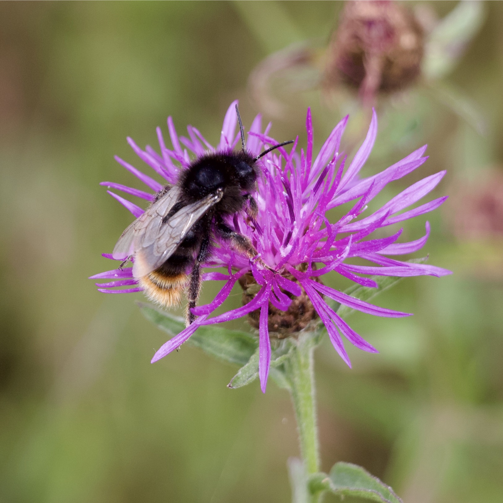 Bumble bee on Common Knapweed
